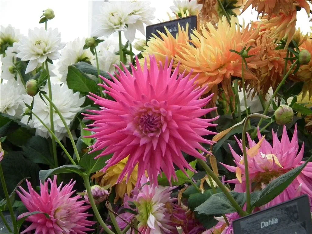 Floral marquee in the long water area 47